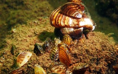 Plongée dans le Memphrémagog